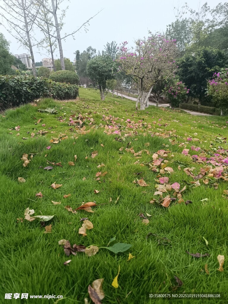 秋日草地落叶景致