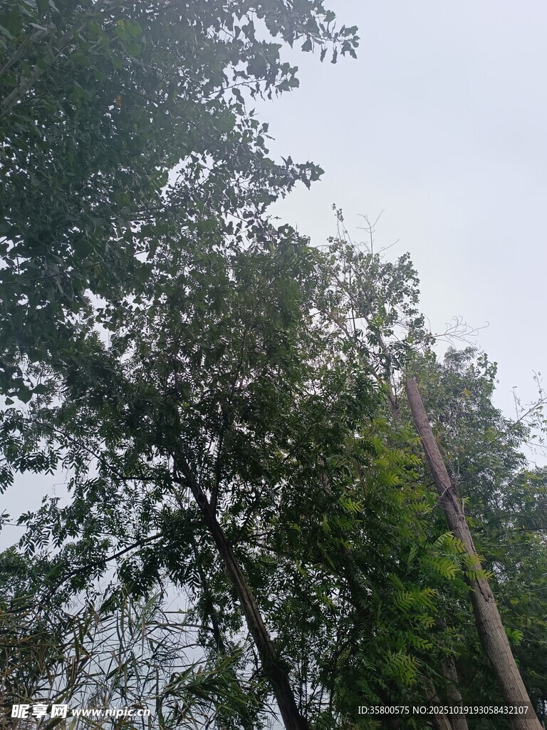 森林中的树木景观