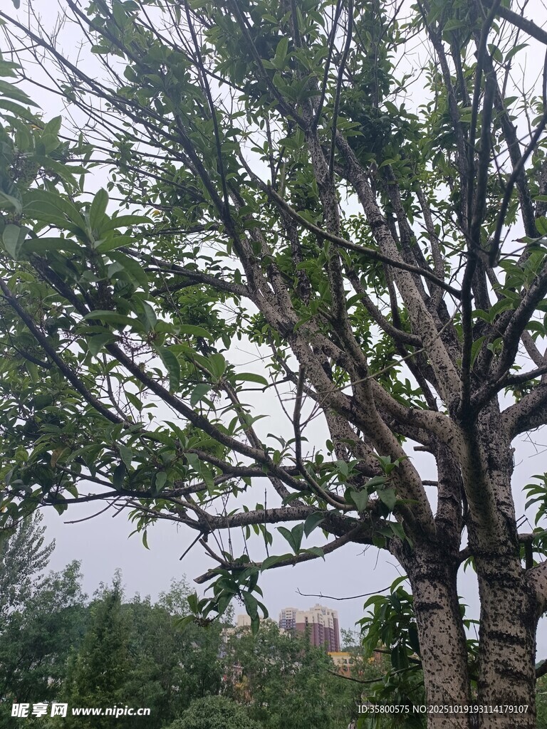 枝叶繁茂的大树