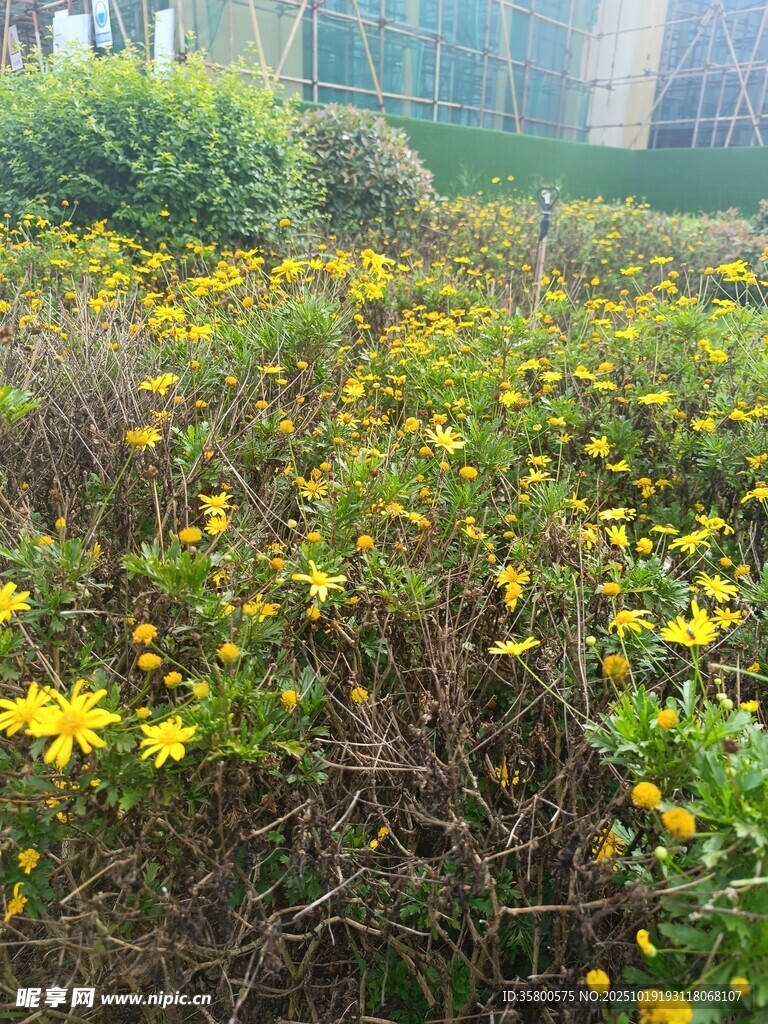 春日黄花盛放的绿地