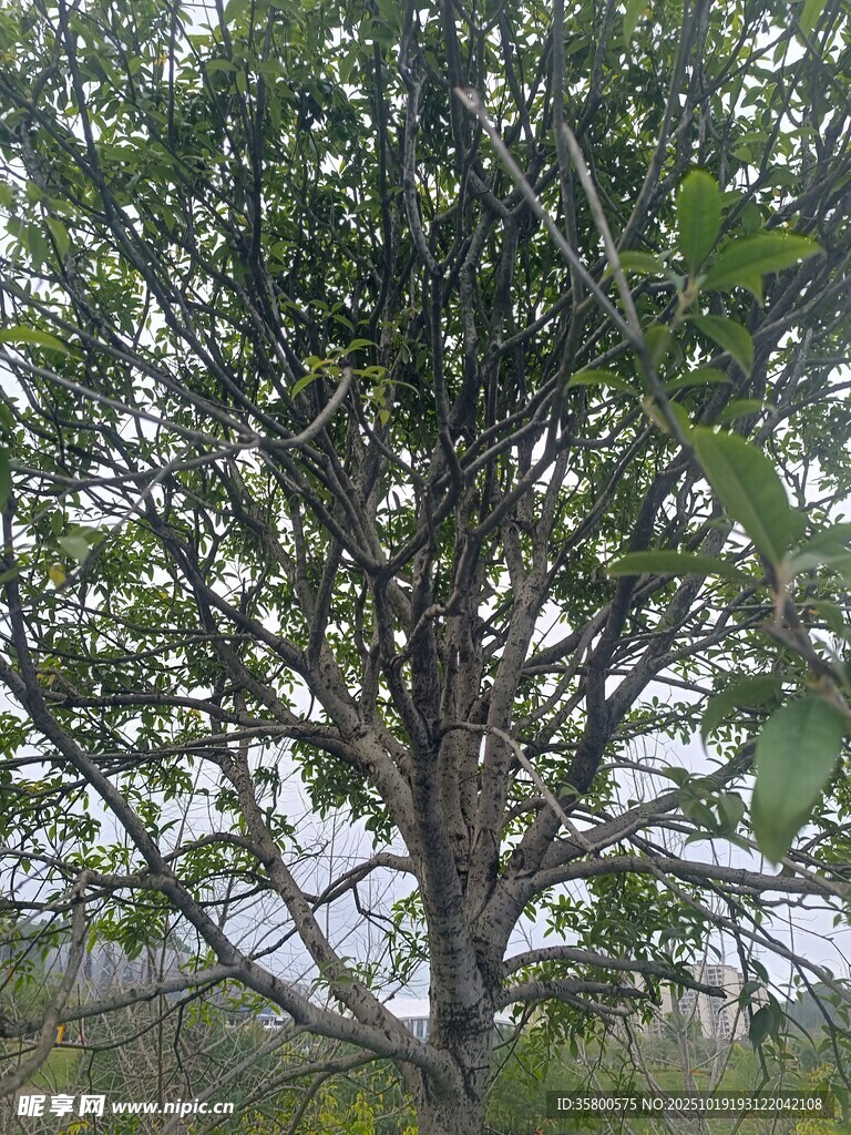 高大繁茂的树木景观