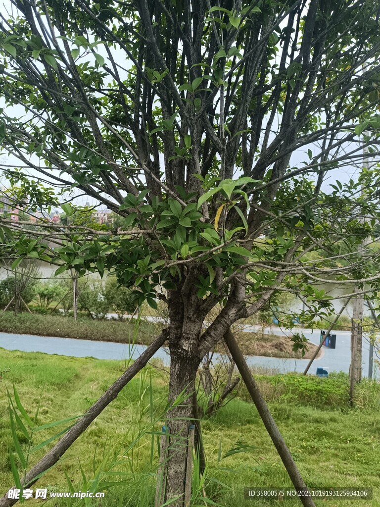 园林中用支架支撑的树木