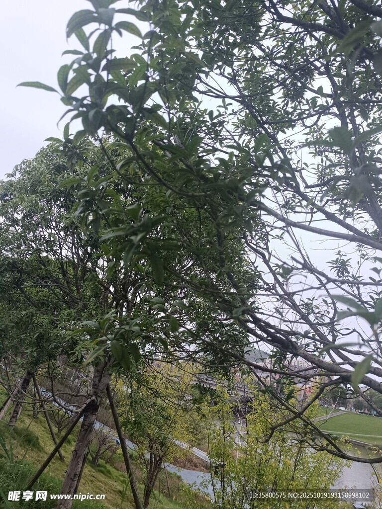 雨中葱郁树木与远处景致