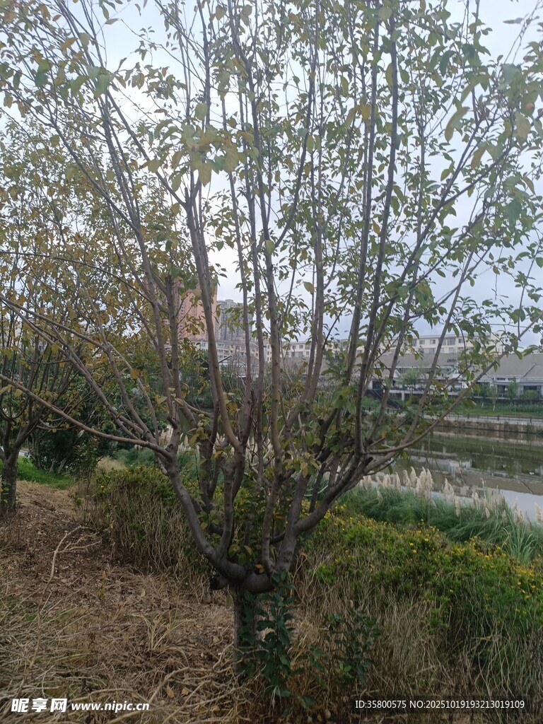 春日繁花盛开的河畔树木