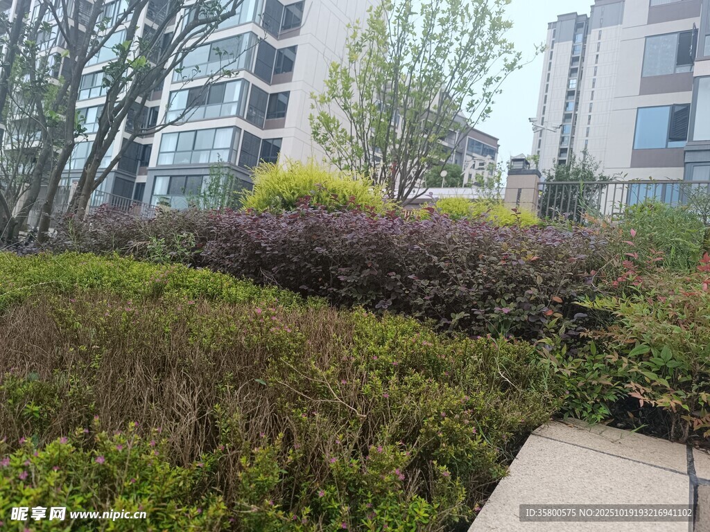 小区绿植景观
