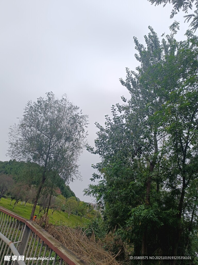 山间小径旁的葱郁树木