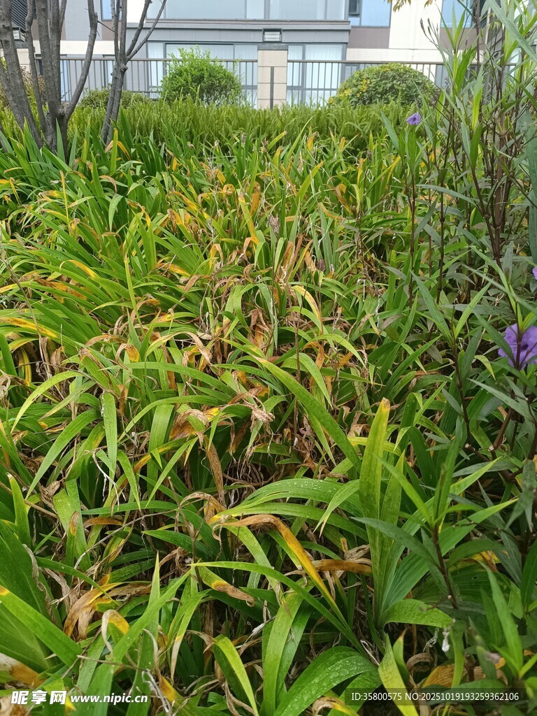 翠绿繁茂的丛生植物景观