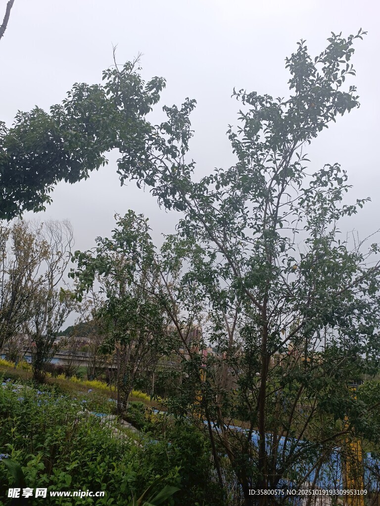 户外树木景观