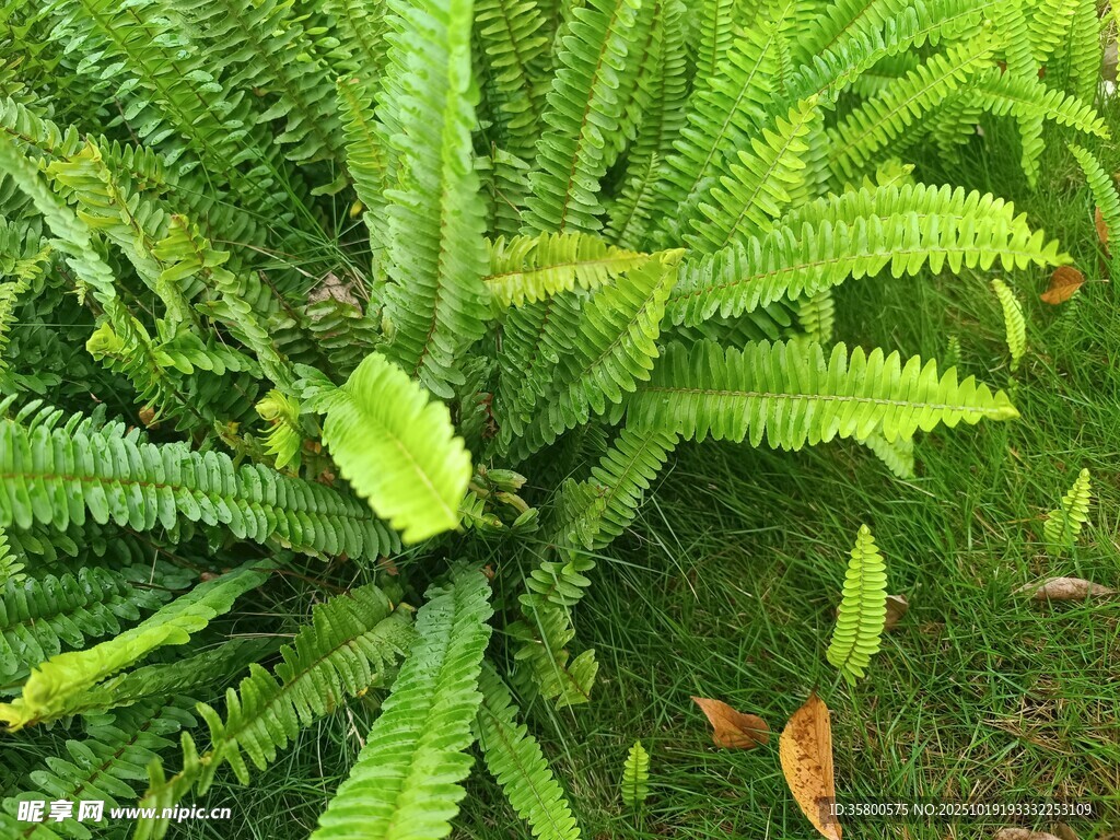 翠绿蕨类植物特写