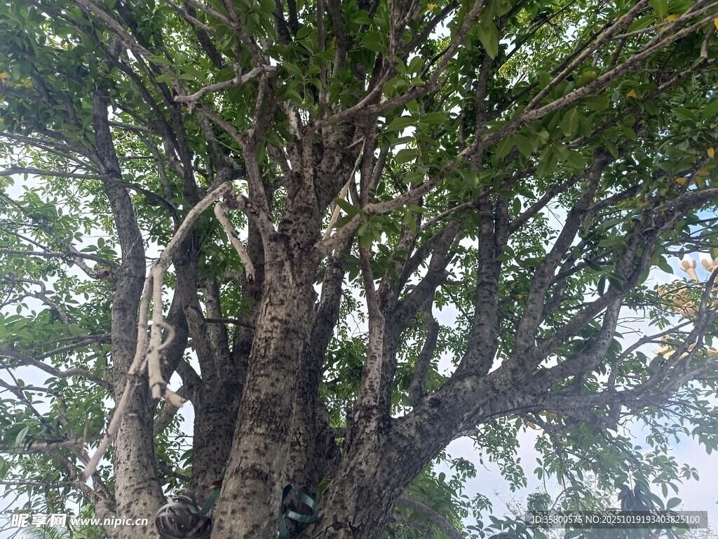 古老大树展现蓬勃生命力