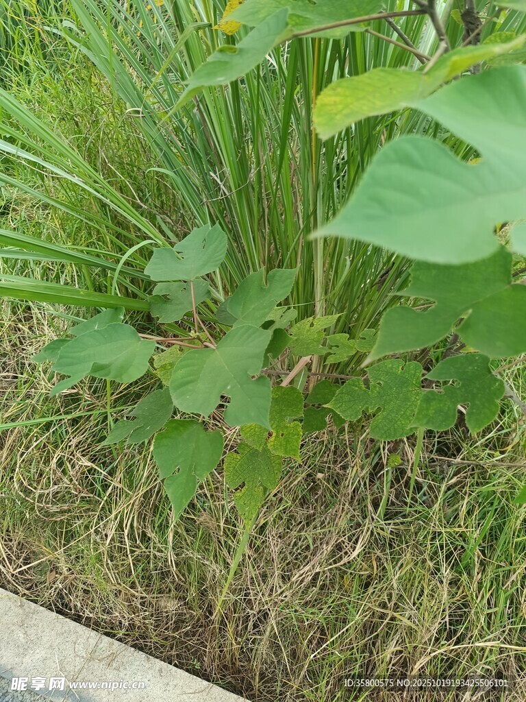 草丛中的绿色植物