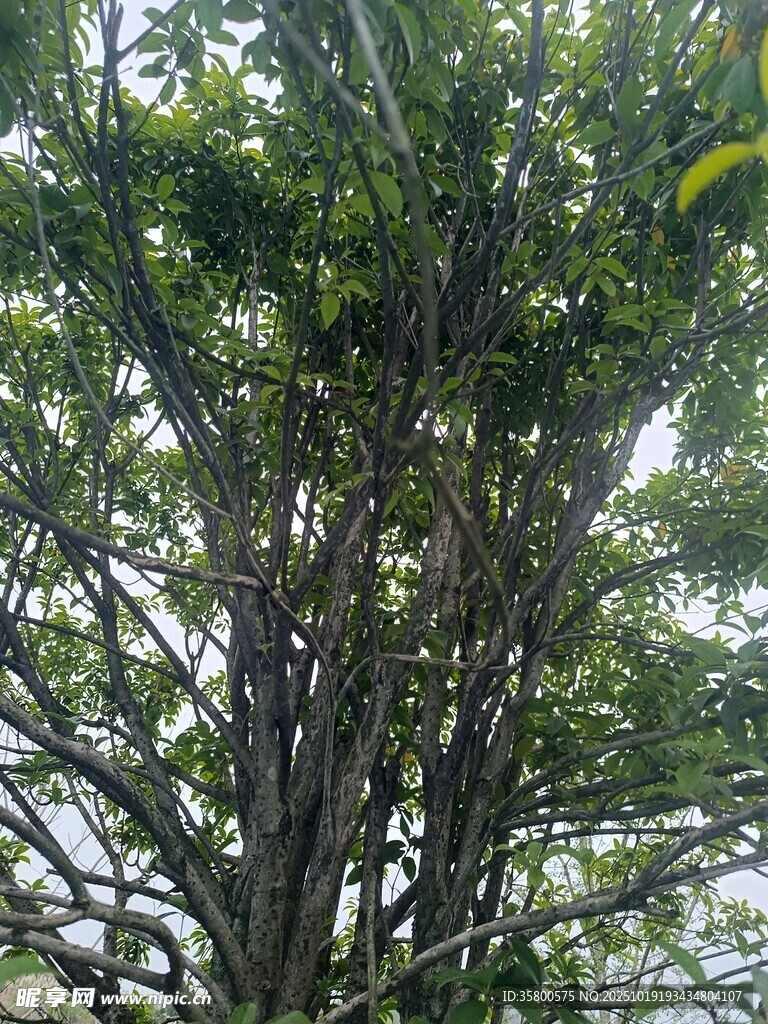繁茂树林中的葱郁树木