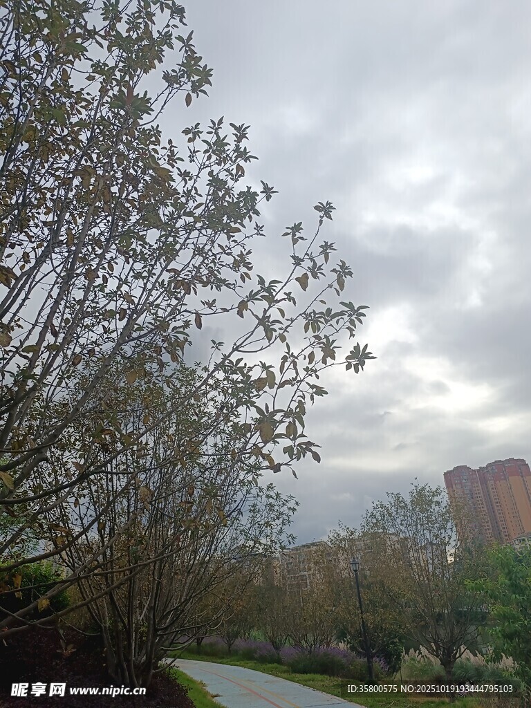 阴天树林中的蜿蜒小路