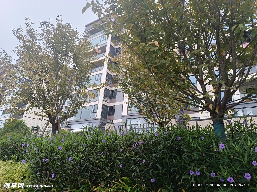 绿树环绕的现代建筑