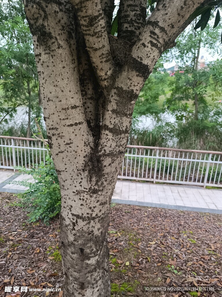 树干纹理特写