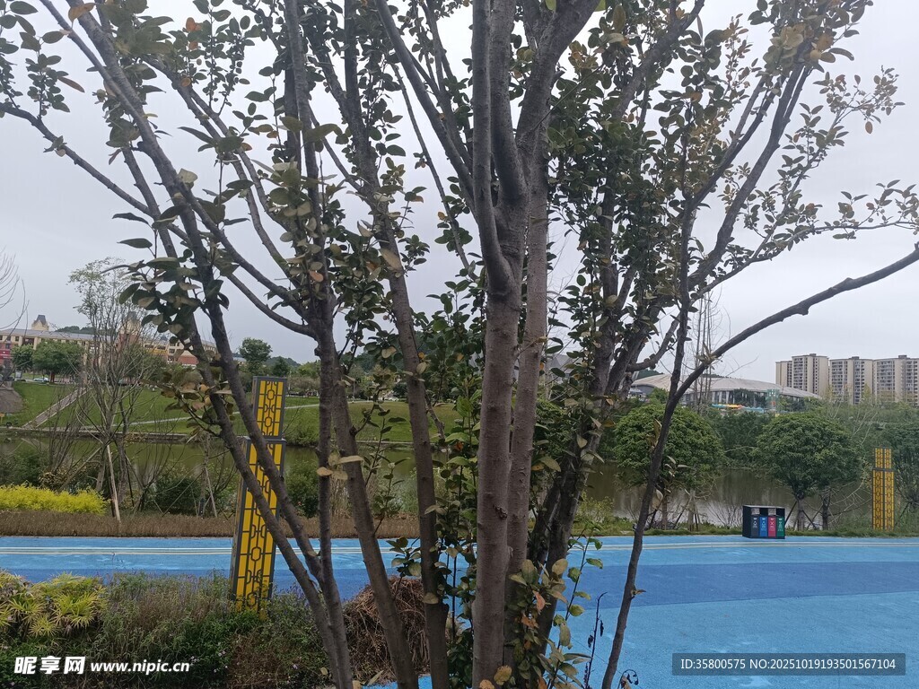湖畔树木景观