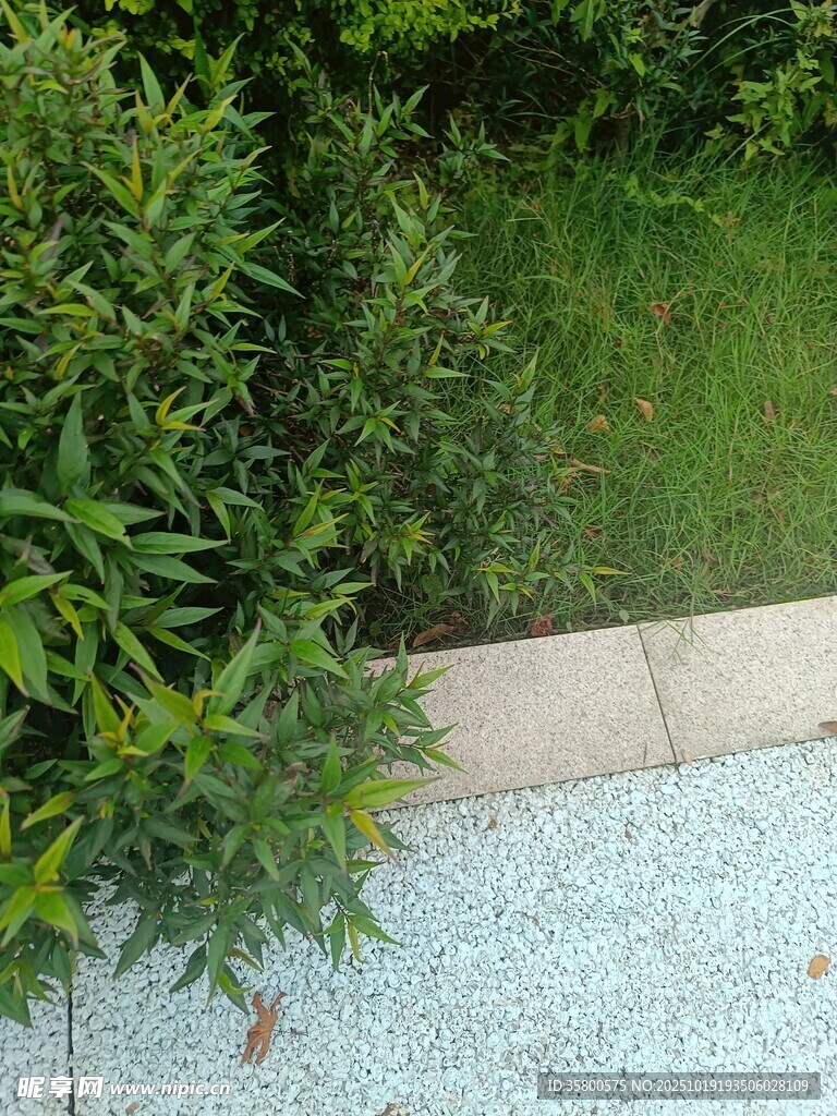 绿植旁的碎石小径