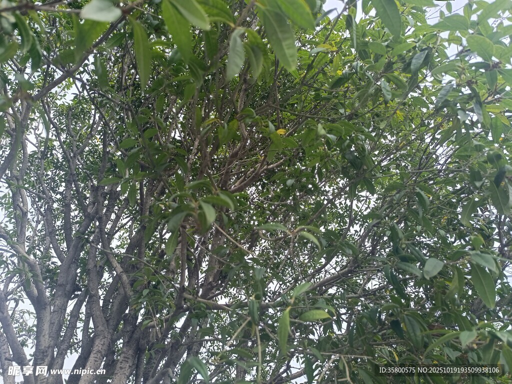 茂密树林中的繁茂绿叶