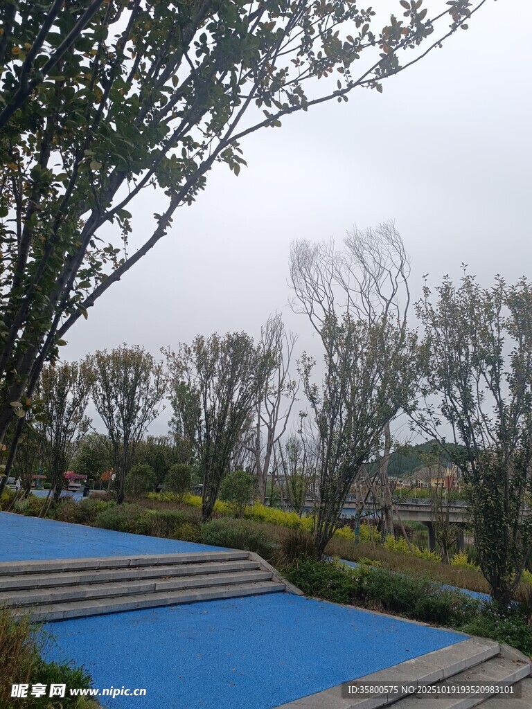 蓝色步道旁的树木景观