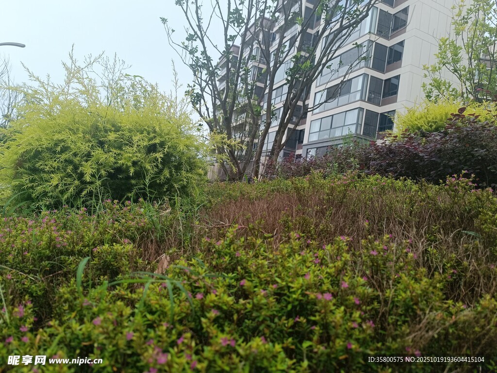 小区绿植景观