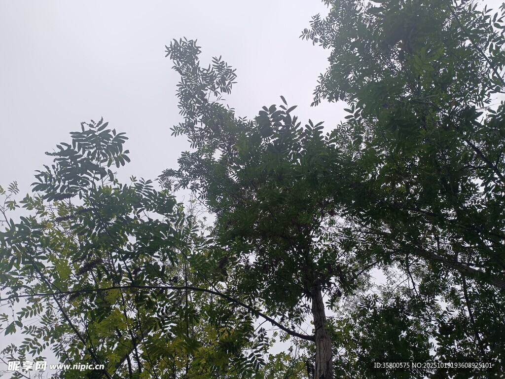 仰视茂密树林树冠