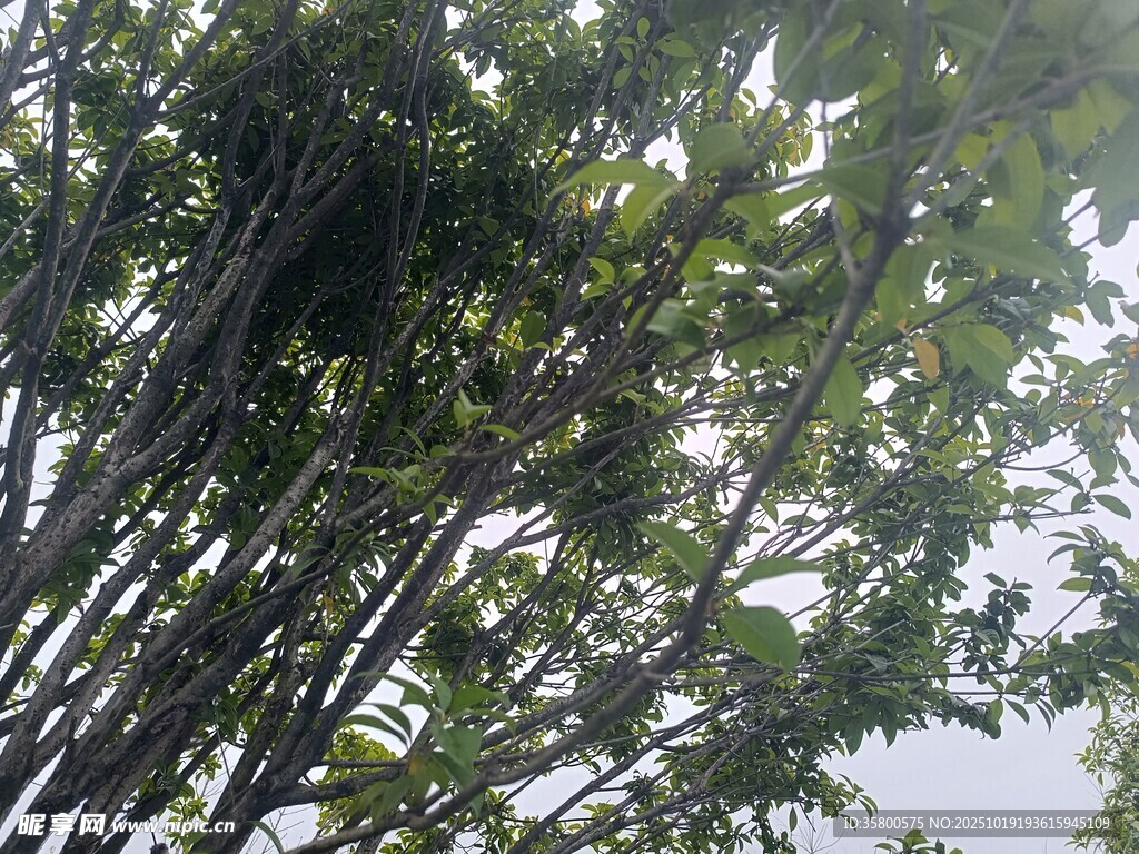 茂密竹林展现自然绿意