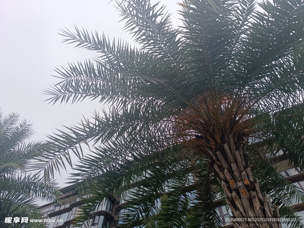雨中挺拔的棕榈树