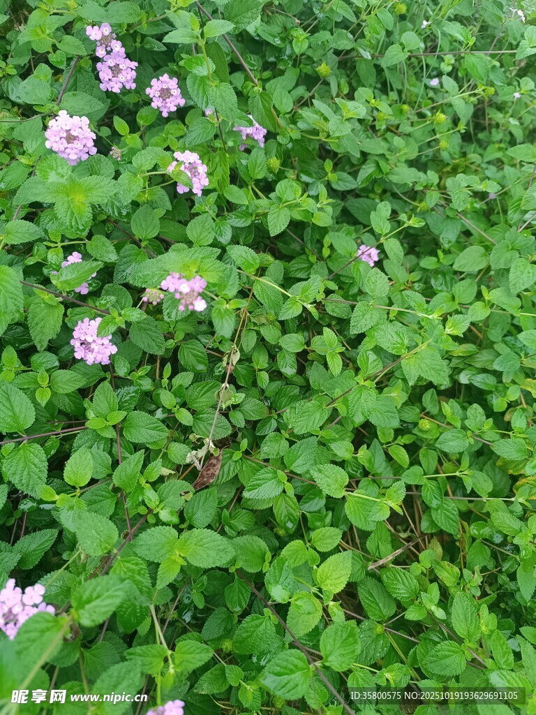 绿叶丛中的粉色小花