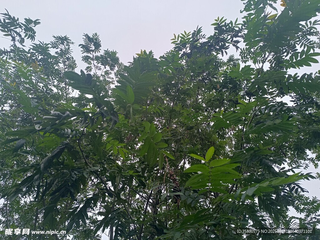 繁茂绿树 