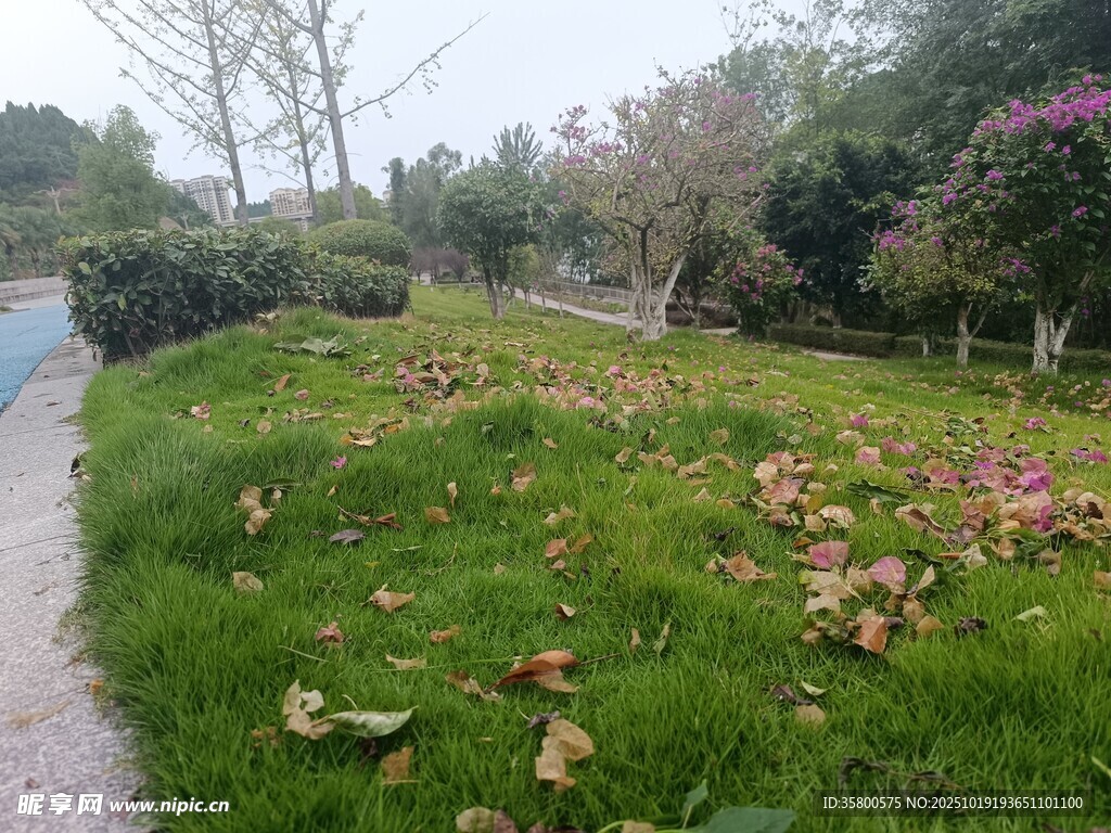 草地散落多彩落叶景象