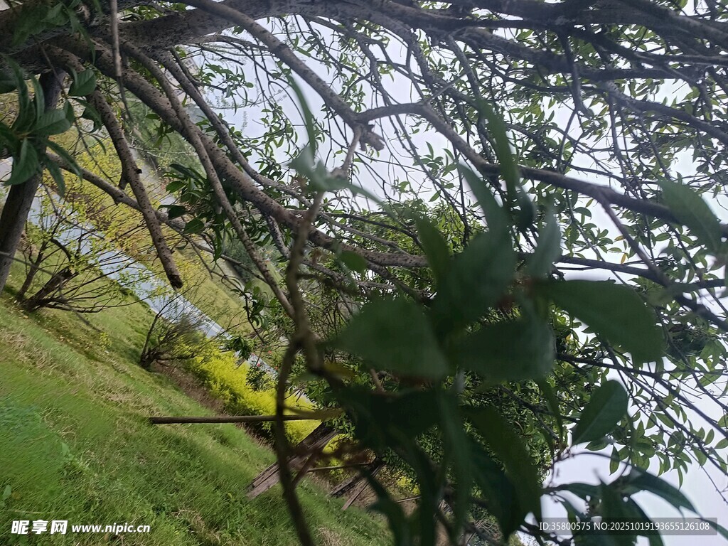 繁茂枝叶下的自然景致