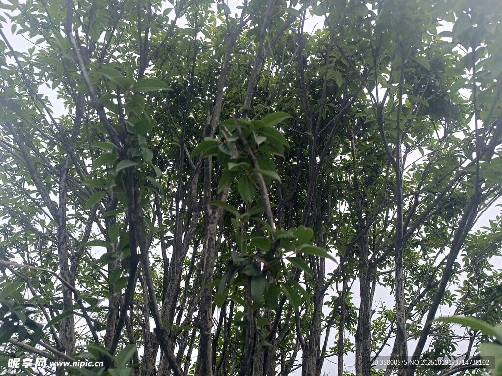 茂密绿植 