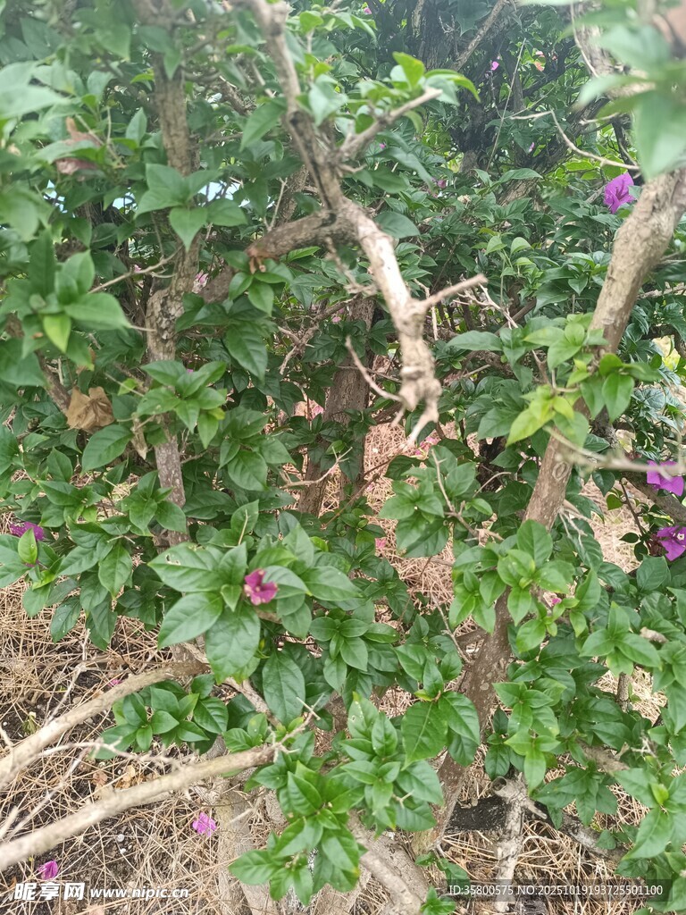 繁茂绿植中的曲折枝干