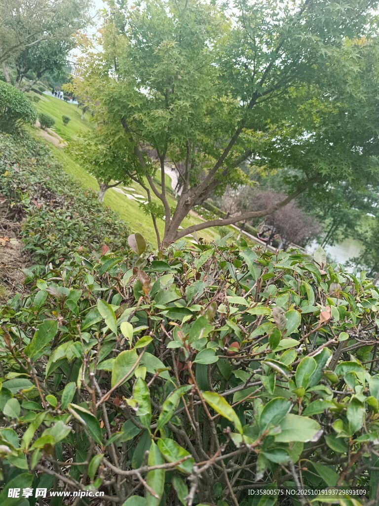 绿意盎然的植物景观