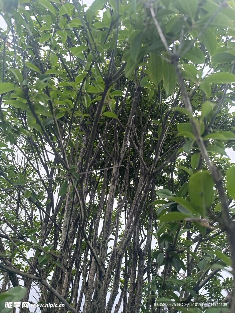 繁茂树林中的绿意景象