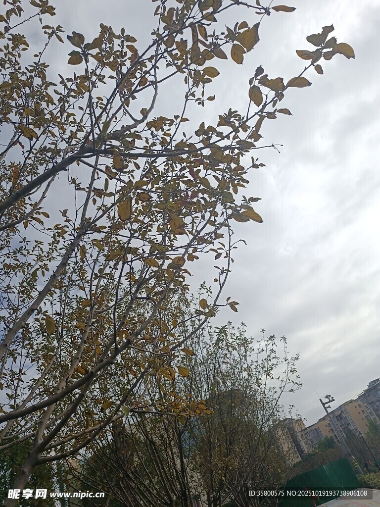 秋日树梢 