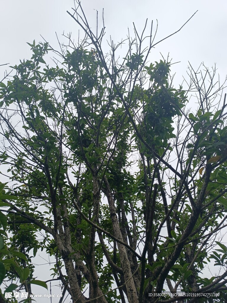 枝叶繁茂的树木