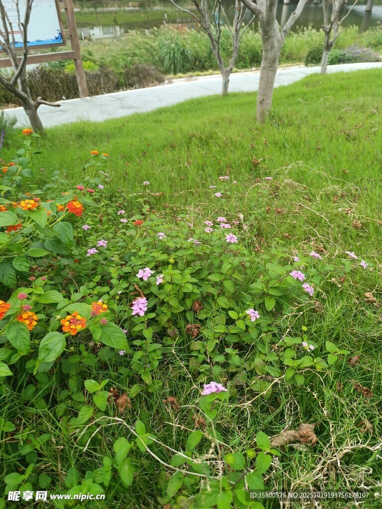 花园中的多彩花卉景观