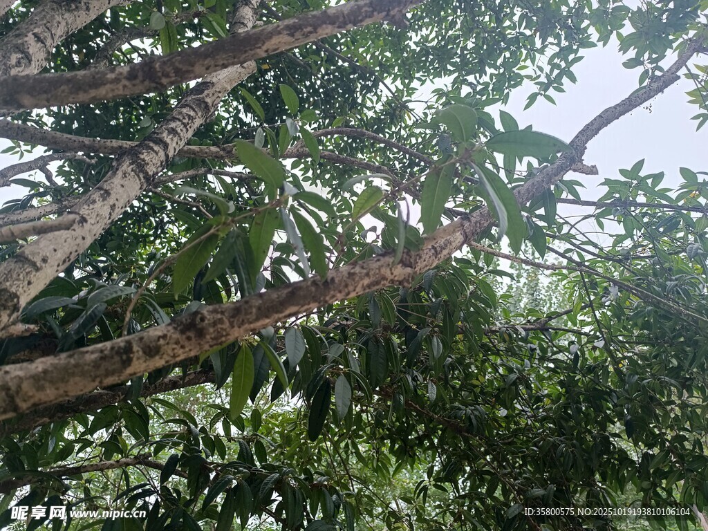 仰视繁茂树枝绿叶