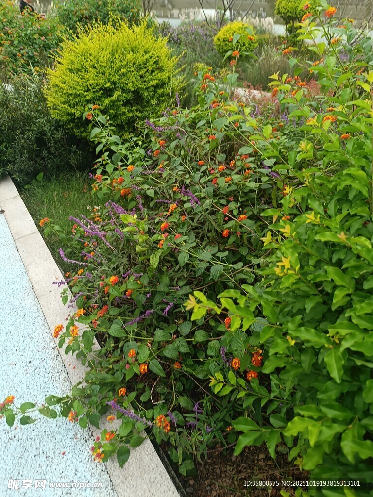 花园绿植景观