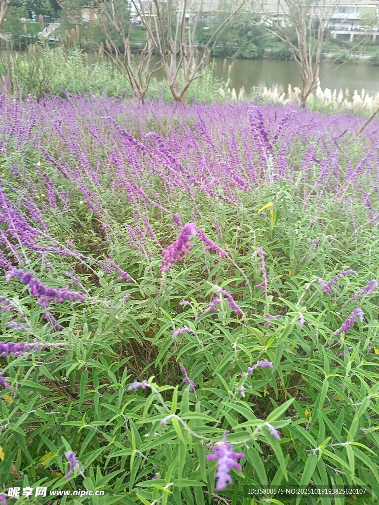 紫色花海美景