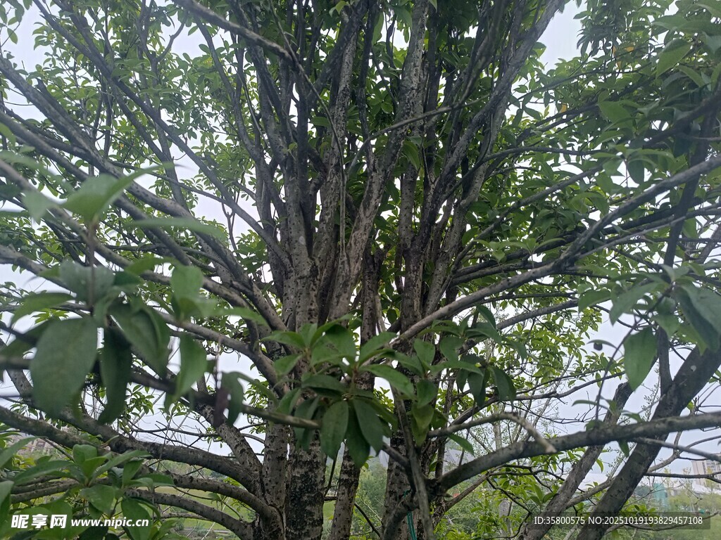 粗壮树干与繁茂枝叶的树