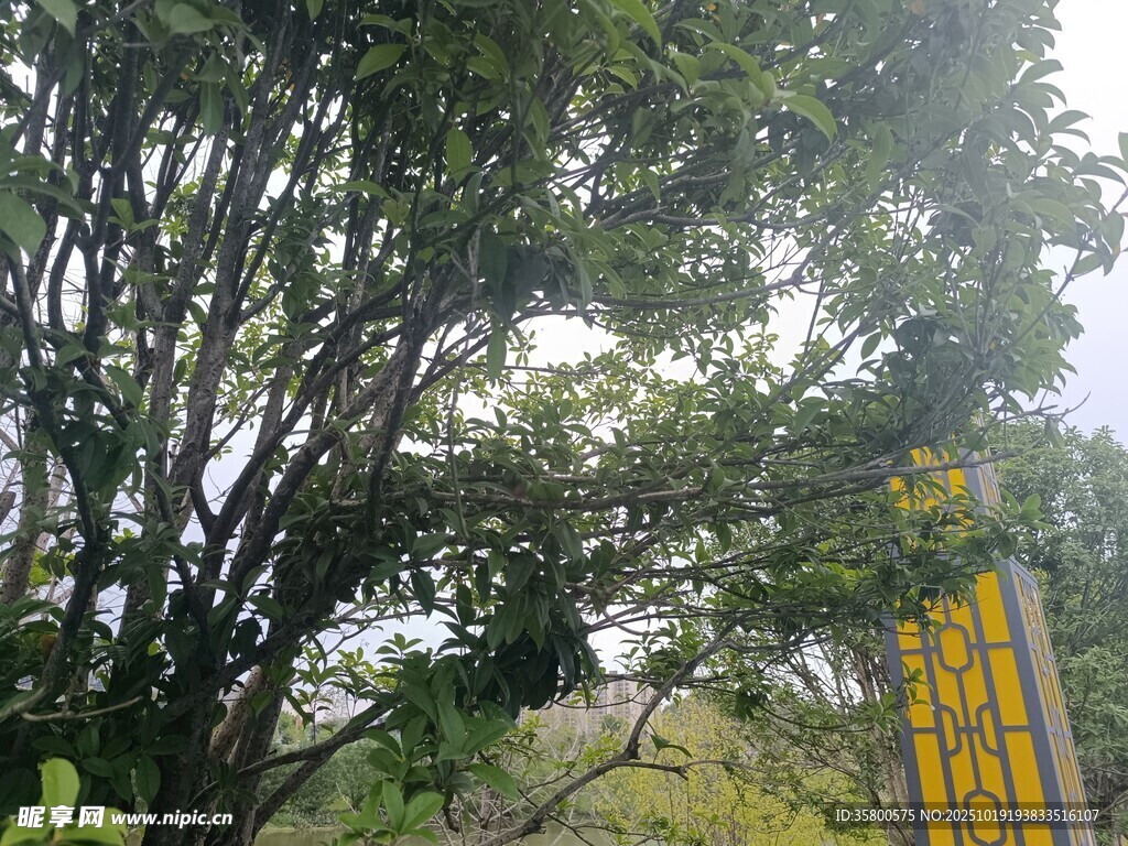 林间路旁的黄色警示标志