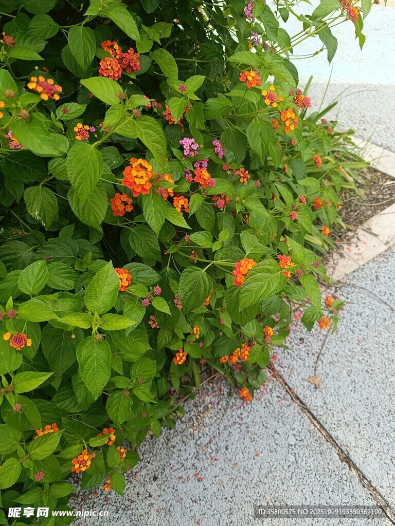 路边绽放的橙红色小花