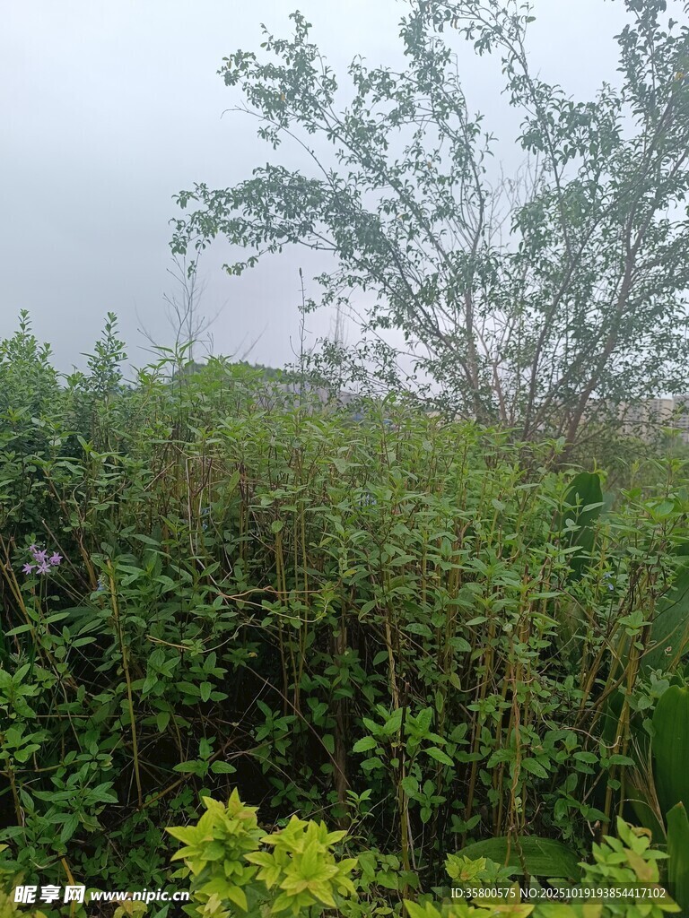 野外繁茂绿植景观