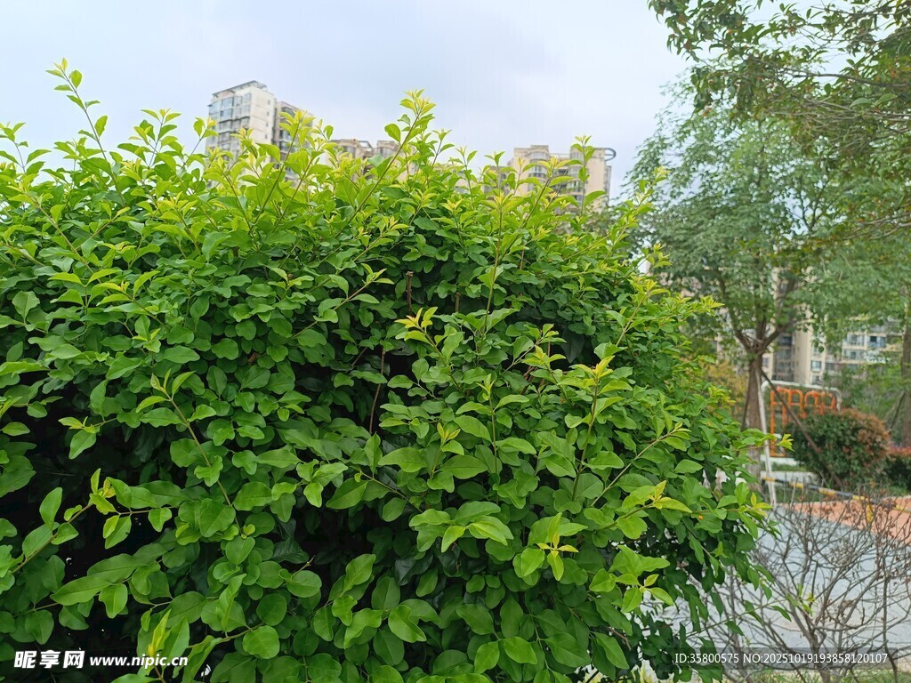 茂盛绿植景观
