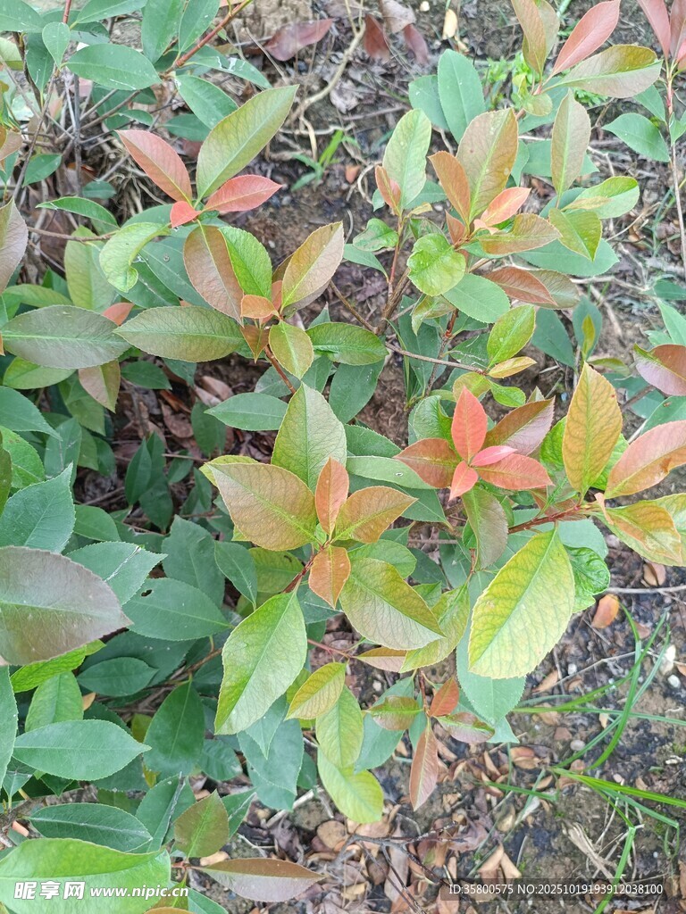 多彩叶片植物特写