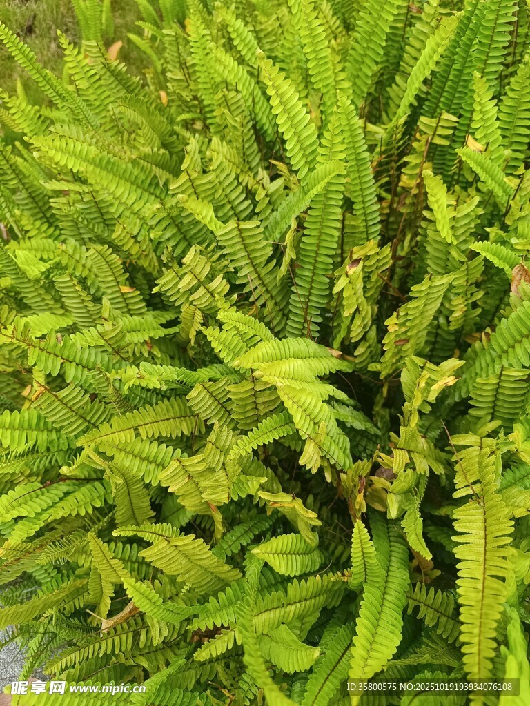翠绿茂盛的蕨类植物