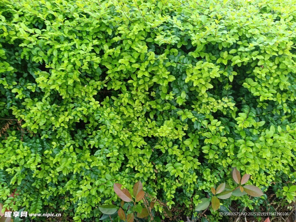 翠绿繁茂的爬藤植物