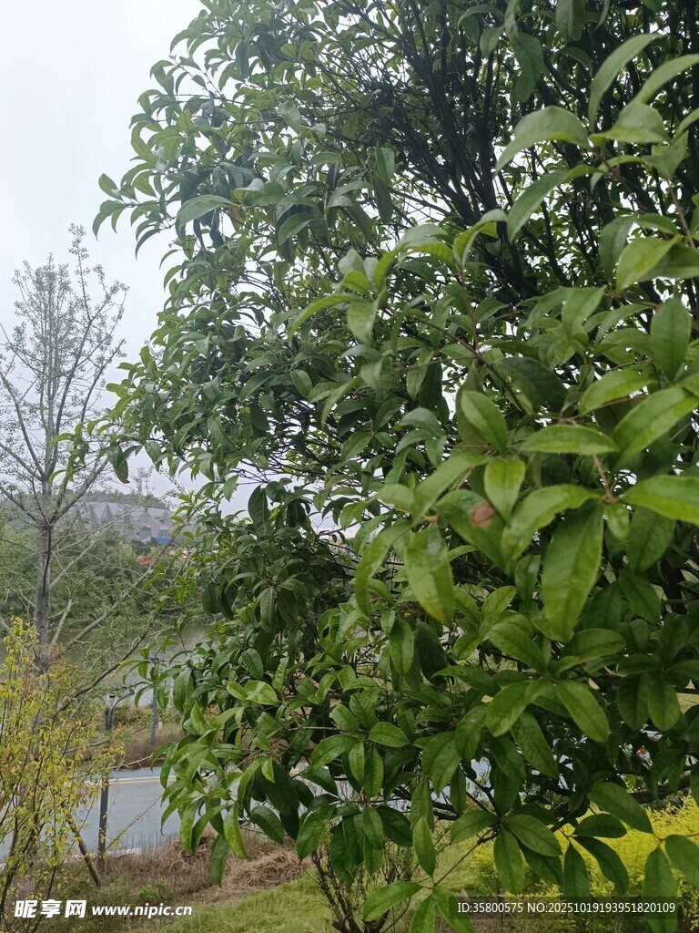 绿意盎然的户外风景